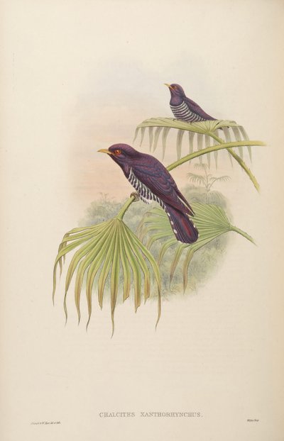 Chalcites xanthorhynchus = Chrysococcyx xanthorhynchus by John Gould